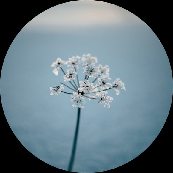 northlight1